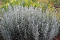 Гелихризум итальянский (Helichrysum italicum) - саженец с ОКС