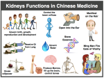 A Familiarized traditional chinese medicine-kidney, 10 таб