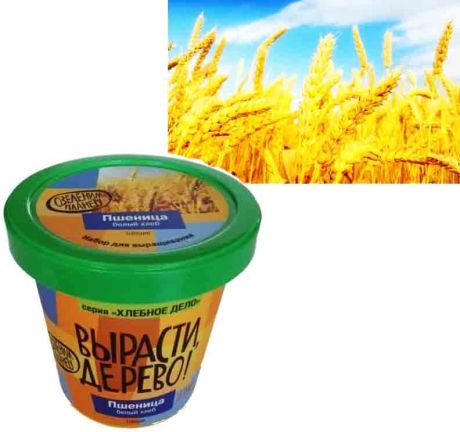 Набор для выращивания  'Пшеница'