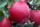 Яблоня традиционная Хани Крисп (Malus Honeycrisp) (Подвой суперкарликовый МБ)