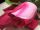 Искусственный Бархатный букет роз бутонов с капелькой 6 голов, 50 см.