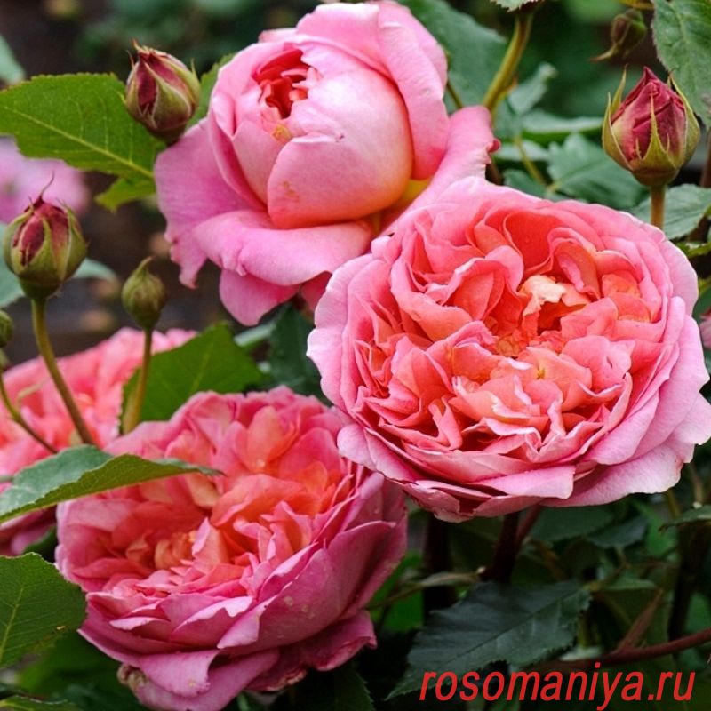 Роза Боскобель Фото