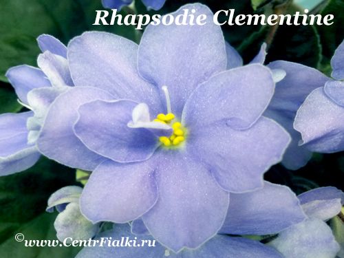 Rhapsodie Clementine (Holtkamp)