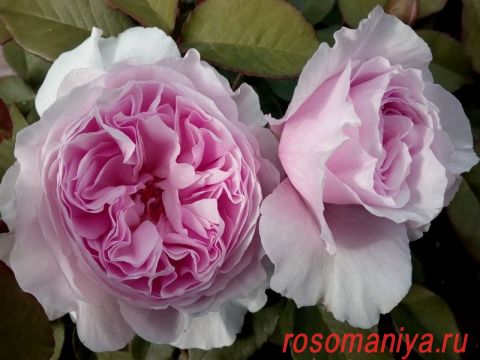 Роза Гартентрауме (Rose Gartentraume) – характеристика и описание сорта, фото, отзывы садоводов