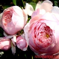 Зе Алнвик Роз (The Alnwick Rose)