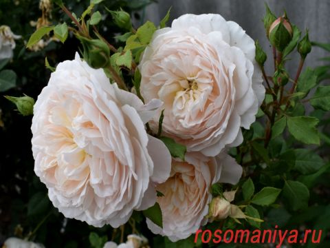 Роза Крокус Роуз Фото И Описание