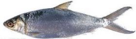 Молочная рыба непотрошеная с головой тушка 800 гр Фарерские острова упаковка 10 кг