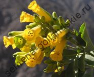 Табак "Табачное дерево" (Nicotiana glauca) 10 семян