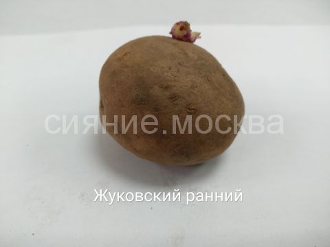 Картошка Жуковский Фото