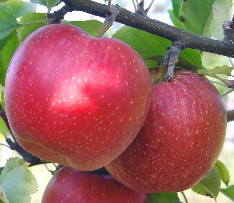 Яблоки Лигол Фото