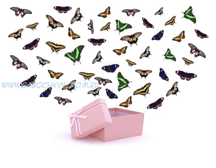 Салют из 51 бабочек