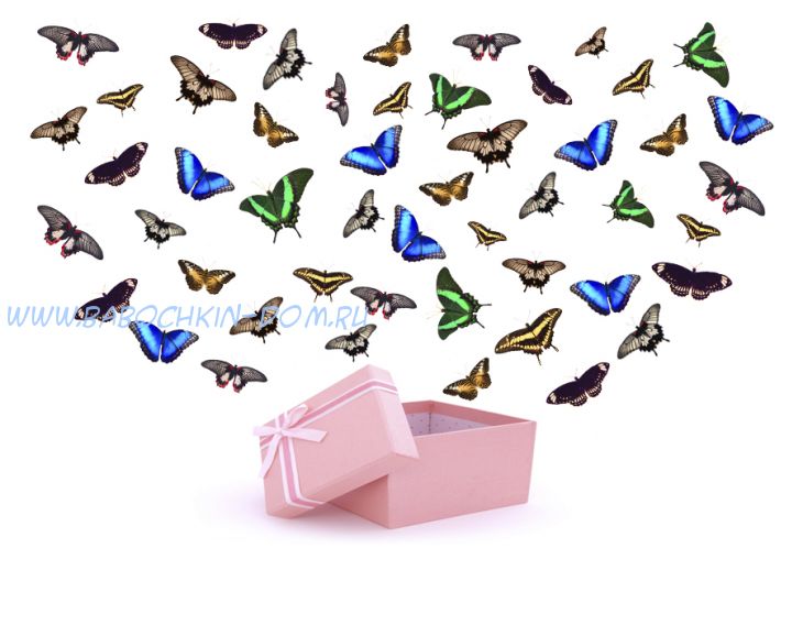Салют из 51 бабочек с Мофро