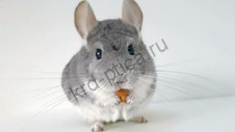 Шиншилла фиалет (Chinchilla lanigera)