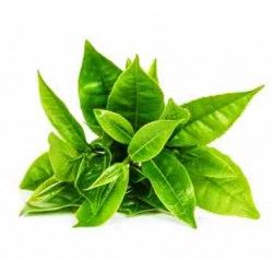 Глицериновый экстракт зеленого чая 30 гр