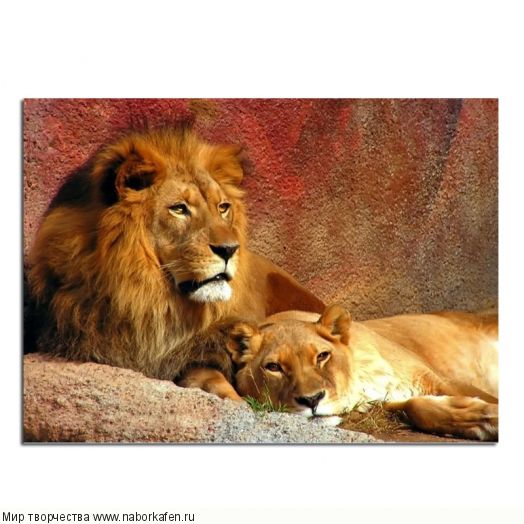 Алмазная вышивка «Лев с львицей на отдыхе»