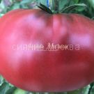 tomat-gordost-pirsa-pierce-s-pride-kollekcionnyj-myazinoj