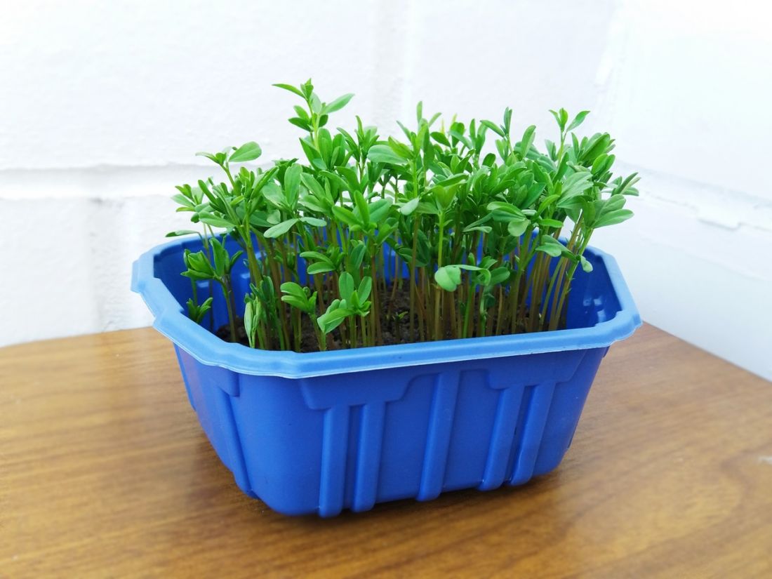 набор для выращивания чечевицы микрозелень