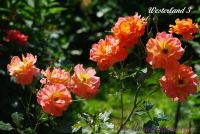 Роза 'Вестерленд' / Rose 'Westerland'