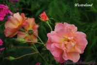Роза 'Вестерленд' / Rose 'Westerland'