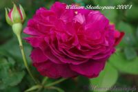 Роза 'Вильям Шекспир  2000' / Rose 'William Sheakespeare 2000'
