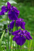 Ирис японский 'Пёпл Парасол' / Iris ensata 'Purple Parasol'