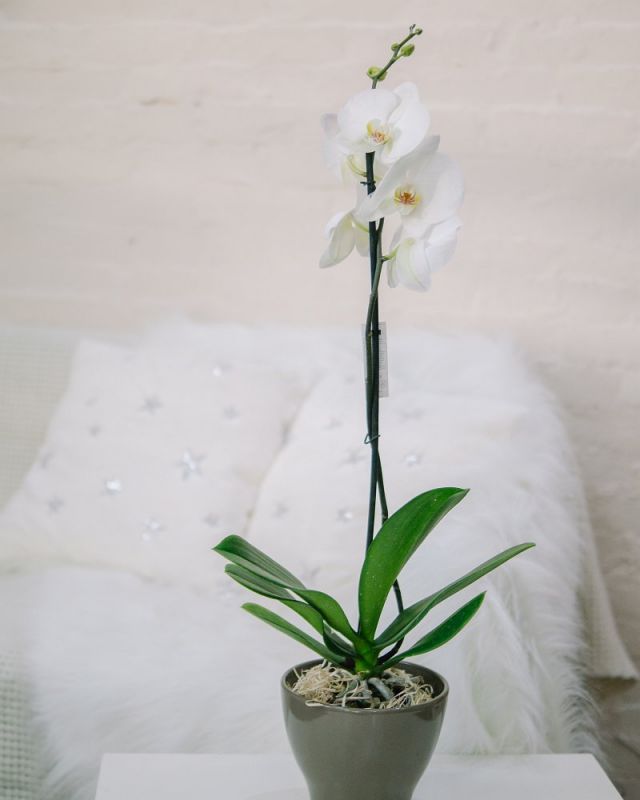 Орхидея Фаленопсис 1ст Белая Д-12