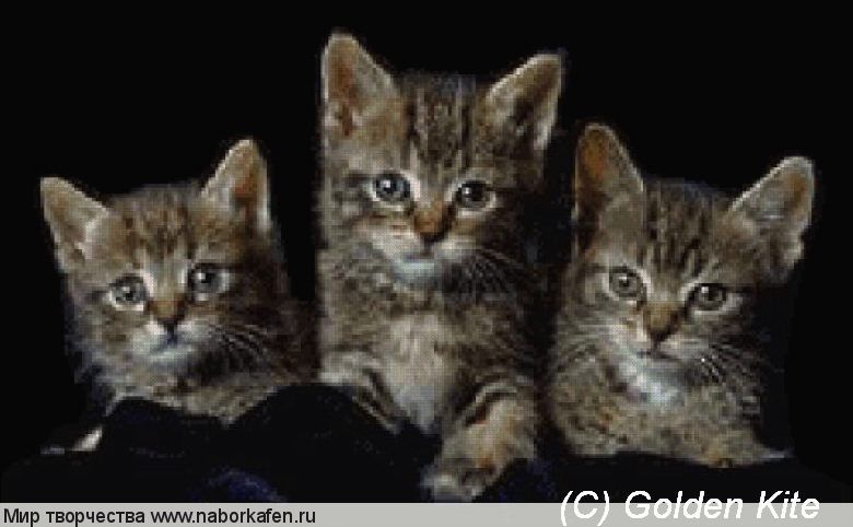 116 Kittens
