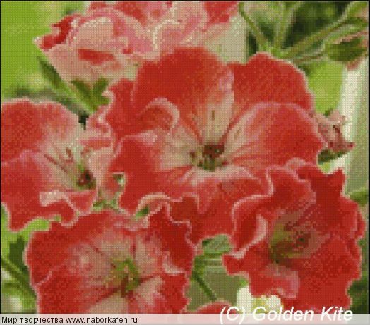 451 Pelargonium