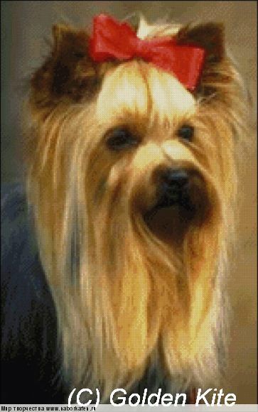 694 Yorkshire Terrier