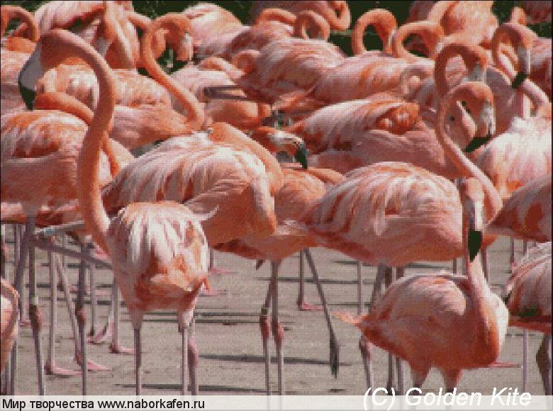 852 Flamingos