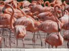 852 Flamingos