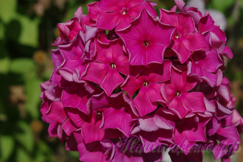 Флокс 'Ворожейка' / Phlox 'Vorogeyka'