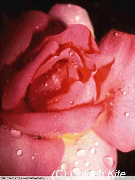 1438 Pink Mini Rose after Rain