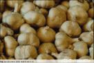 507 Fresh garlic