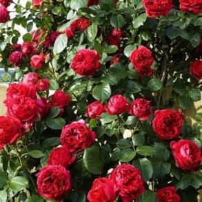плетистая роза Red Eden Rose
