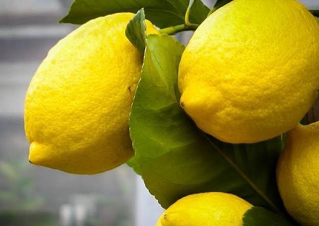 Лимоны оптом