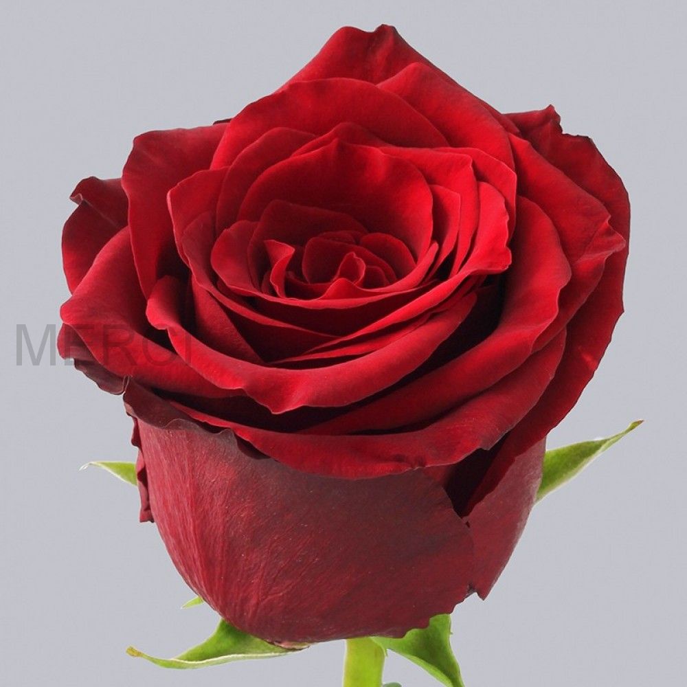 Роза красная Эксплорер, Эквадор