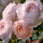 Эмбридж Роуз (Ambridge Rose)