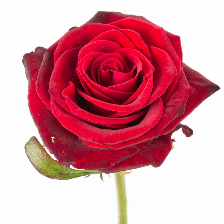 Красная роза 50 см высотой поштучно эквадорская