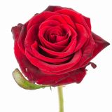 Красная роза 60 см высотой поштучно эквадорская
