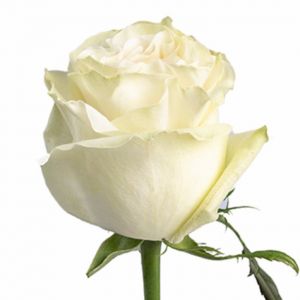 Белая роза 50 см высотой поштучно эквадорская