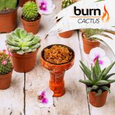 Burn 100 гр - Cactus (Кактус)