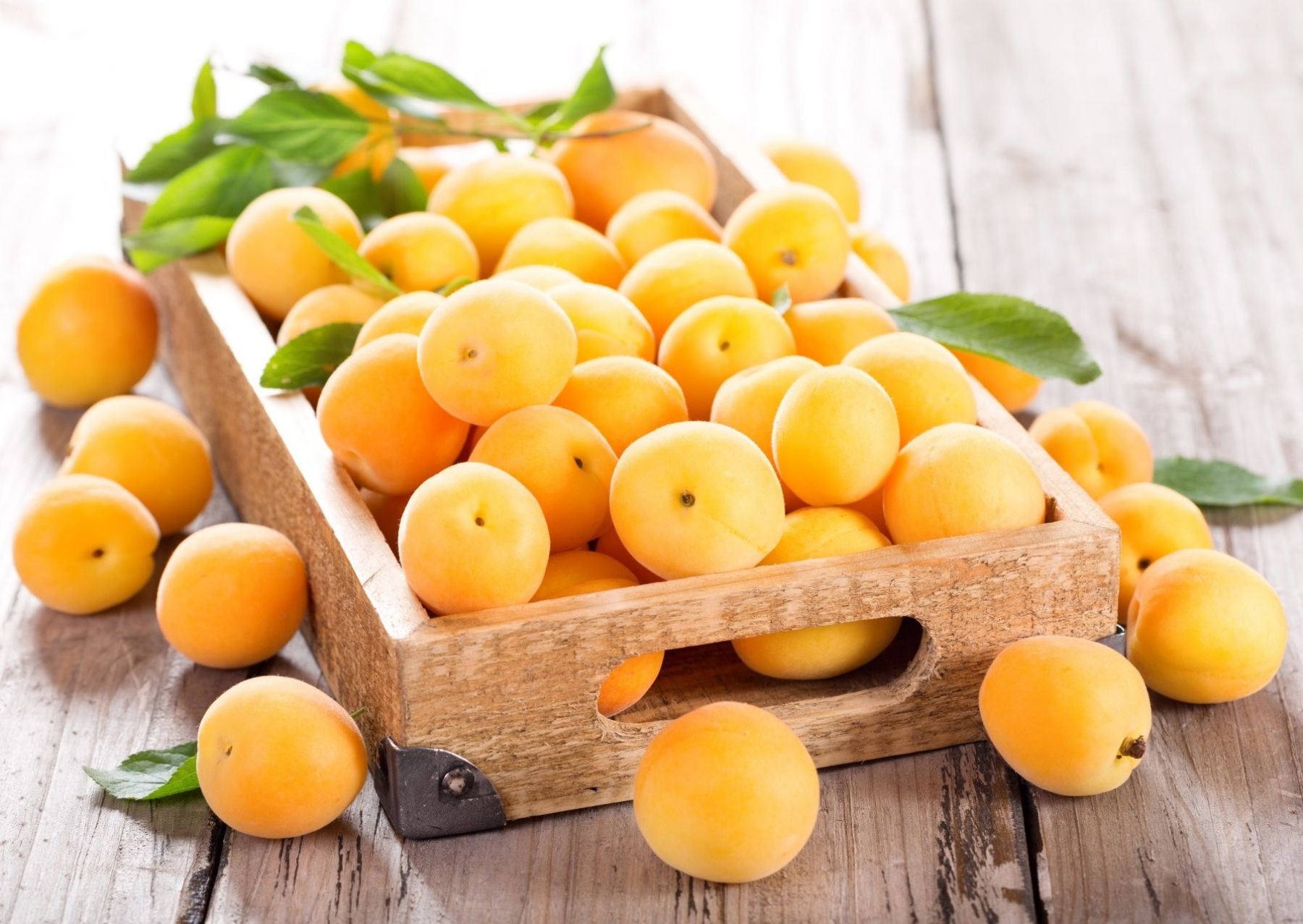 Купить абрикосы оптом