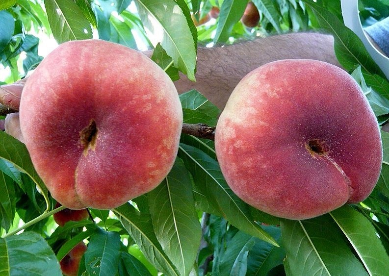 Купить персики оптом