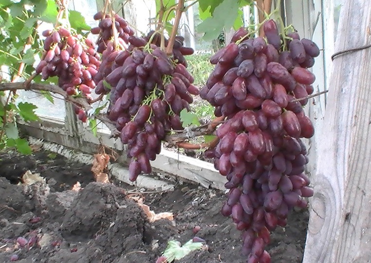 Купить виноград оптом