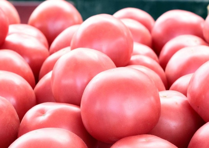 Купить томаты оптом