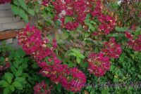 Гортензия метельчатая 'Диамонд Руж' / Hydrangea paniculata 'Diamond Rouge'