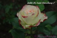 Роза 'Юбилей Санкт Петербурга' / Rose 'Jubile De Saint-Petersbourg'