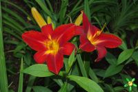 Лилейник 'Анзак' / Hemerocallis 'Anzac'