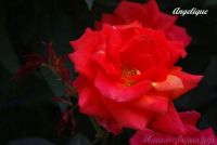 Роза 'Анжелика' / Rose 'Angelique'